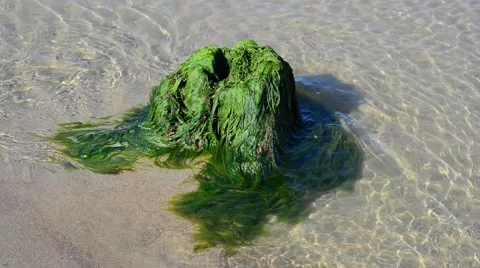 The shore of the Baltic sea, algae lying on the seashore Stock Footage 41788328