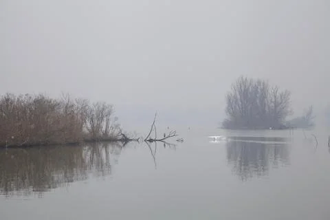 Shore with bare trees Stock Photos