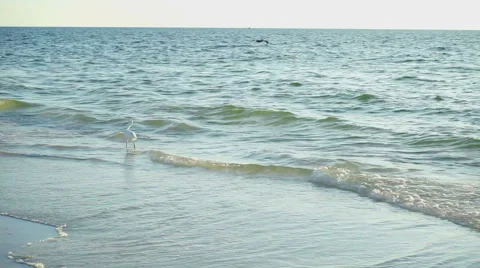 Shore bird catches dinner Video stock 42773260