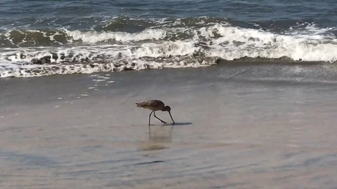 Shore Bird Stock Footage 75451295
