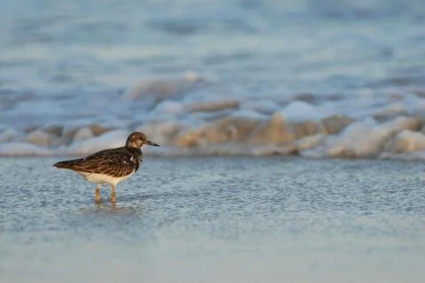 Shore Bird Stock-Fotos