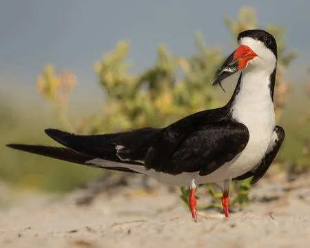 Shore bird Skimmer with a large fish in mouth Stock Photos