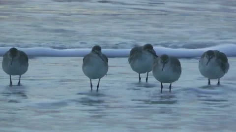 Shore Birds Stock Footage 10913971