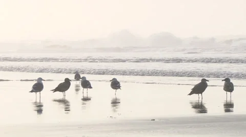 Shore Birds Stock-Footage 35566032