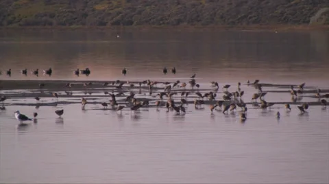 Shore birds 스톡 동영상 37586160