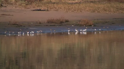 Shore birds 스톡 동영상 37586213
