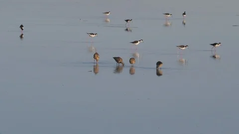 Shore Birds Stock Footage 106117376