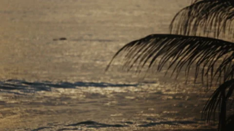 Shore Break Tilt Down at Sun Rise - Peroba Beach Ceará Brazil Vidéo 151992939