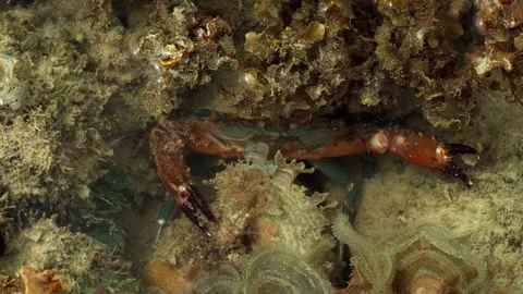Shore Crab Feeding While Hidden Among Marine Algae Stock-Footage 338314085