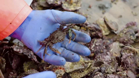 Shore crab going back alive healthy bycatch 스톡 동영상 171296615