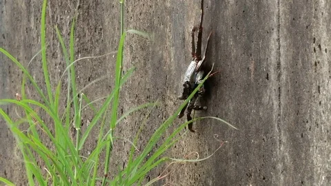 Shore crab going down vertical wall of waterfront in Kralendijk, Bonaire Stock Footage 76561159