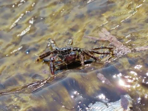 Shore Crab Stock Photos