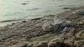 On the shore of Dead Sea, Jordan HD Footage