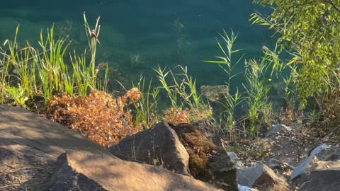 The Shore of A Flooded Pond Stock Footage 250625532