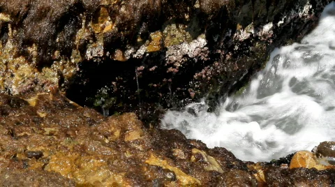 Shore Видео 783070