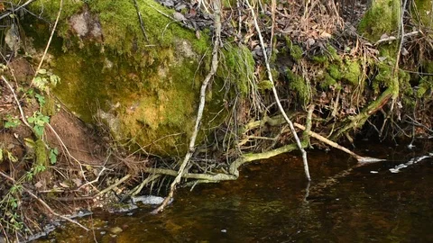 Shore forest river Stock Footage 118432991
