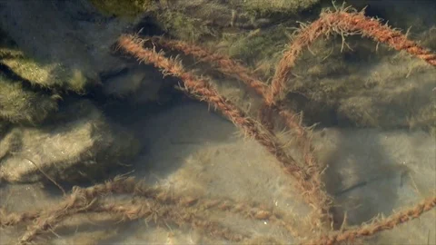 The shore of the Ganges, Rishikesh Video stock 91573394