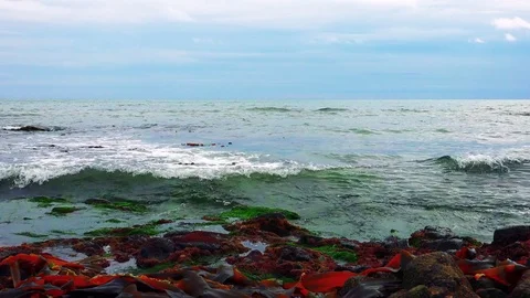 Shore on the island of Kunashir Video stock 75397147
