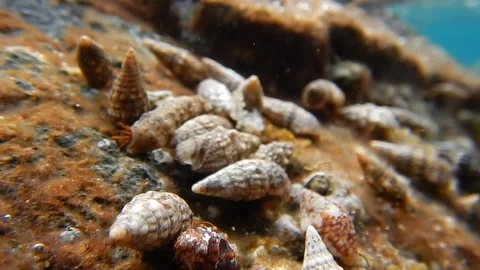 On the shore just below the sea surface, small animals live safe from predators Stock Footage 103425372