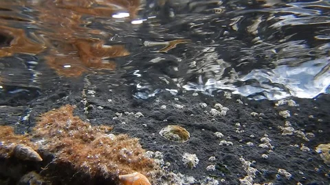 On the shore just below the sea surface, small animals live safe from predators Stock Footage 103425397
