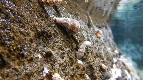 On the shore just below the sea surface, small animals live safe from predators Video stock 103425400