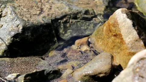 The Shore of a Lake Stock Footage 10881548