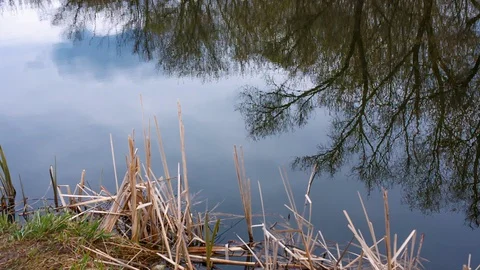 The shore of the lake with a mirror-like smooth surface of the water. Stock Footage 129513412