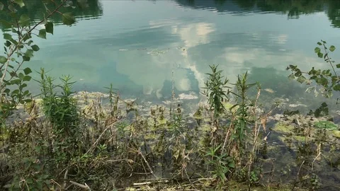 Shore of a lake in the spring Stock Footage 90438503