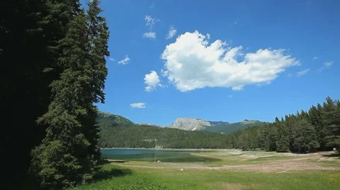 Shore of a lake surrounded by pine trees on a summer day Stock Footage 8555582