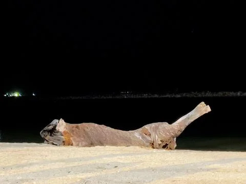 Shore Log Stock Photos