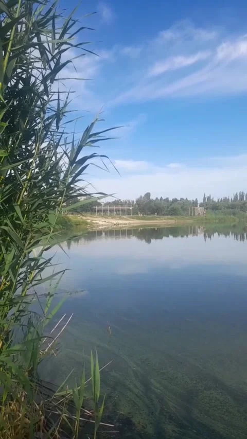 By the shore of the pond Stock Footage 312936953