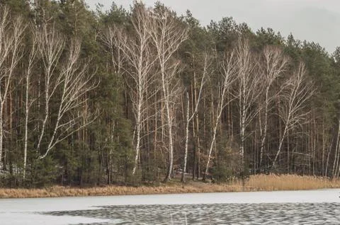   The shore of the pond Stock Photos