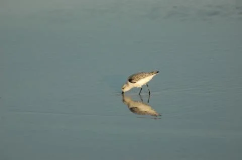 Shore Reflection Stock Photos