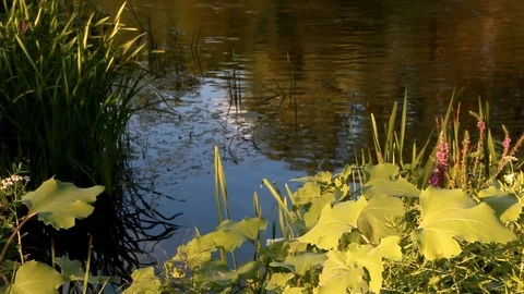 Shore of a reservoir in the sunset Stock Footage 114638443
