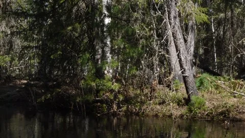 Shore of river in Siberia, moving camera Video stock 280988233