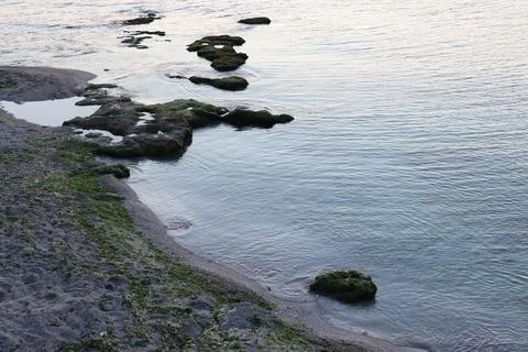 The shore of the sea full of rocks with algae Stock Photos