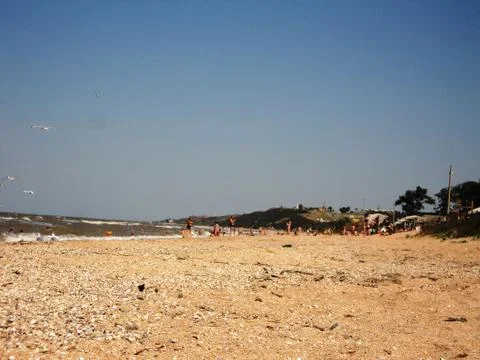 On the shore sea shells Stock Photos