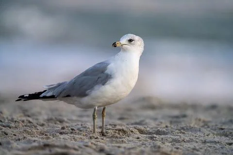 Shore Seagull Stock Photos