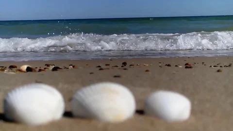 Shore, seas, shell Stock Footage 79830513