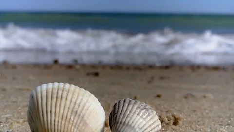 Shore, seas, shell Video stock 79830535