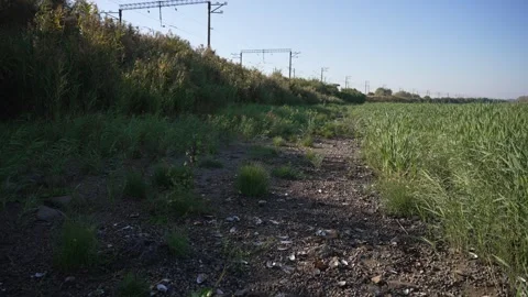 The shore with shells is overgrown with grass Stock Footage 255798567