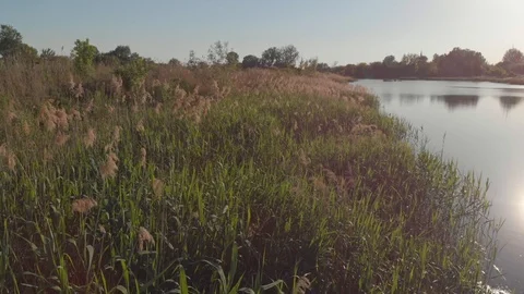 Shore of small lake in the evening Stock Footage 89900758