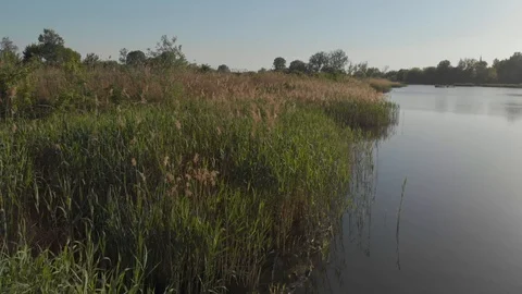 Shore of small lake in the evening Stock Footage 89901965