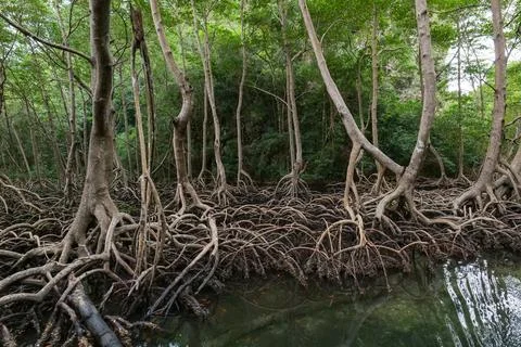 Shore of a small river densely overgrown with mangrove vegetation during lo.. Фото
