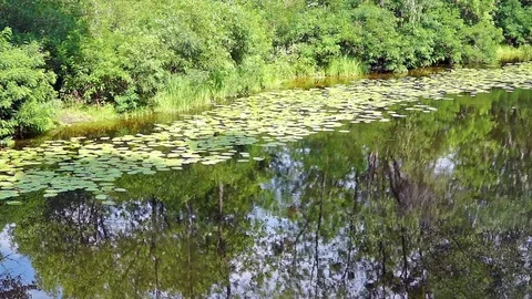 The shore of a small river. Stock Footage 80505166