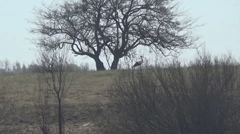 Shore, stork 스톡 동영상 49340663