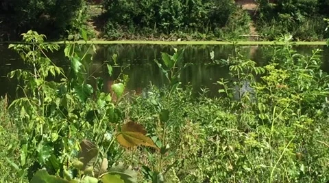 Shore summer pond Stock Footage 65527113