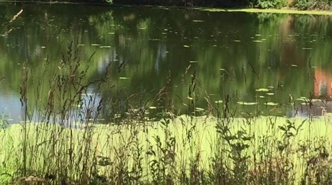 Shore summer pond Stock Footage 65527171
