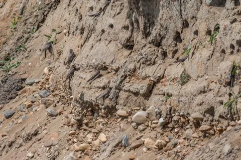 Shore swallows Foto stock