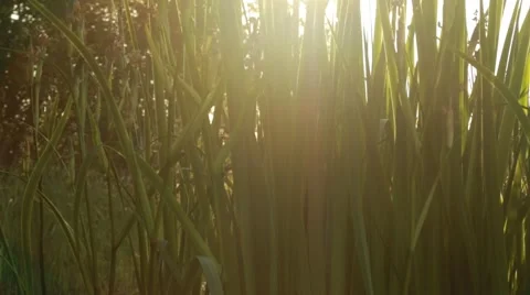 Shore vegetation backlight shot with strong lens flare Stock Footage 52775689